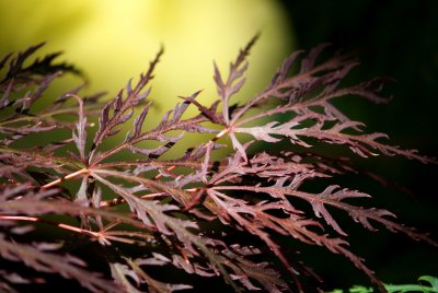 Acer palmatum 'Dissectum atropurpureum' - javor dlanitolistý - listy